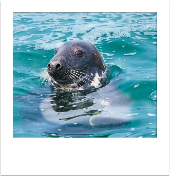A grey seal swimming in clear turquoise water off the Cornish coast.